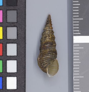 Media type: image;   Malacology 161785 Description: Image of dry shell, apertural view. Photographed for a researcher request.;  Aspect: APT